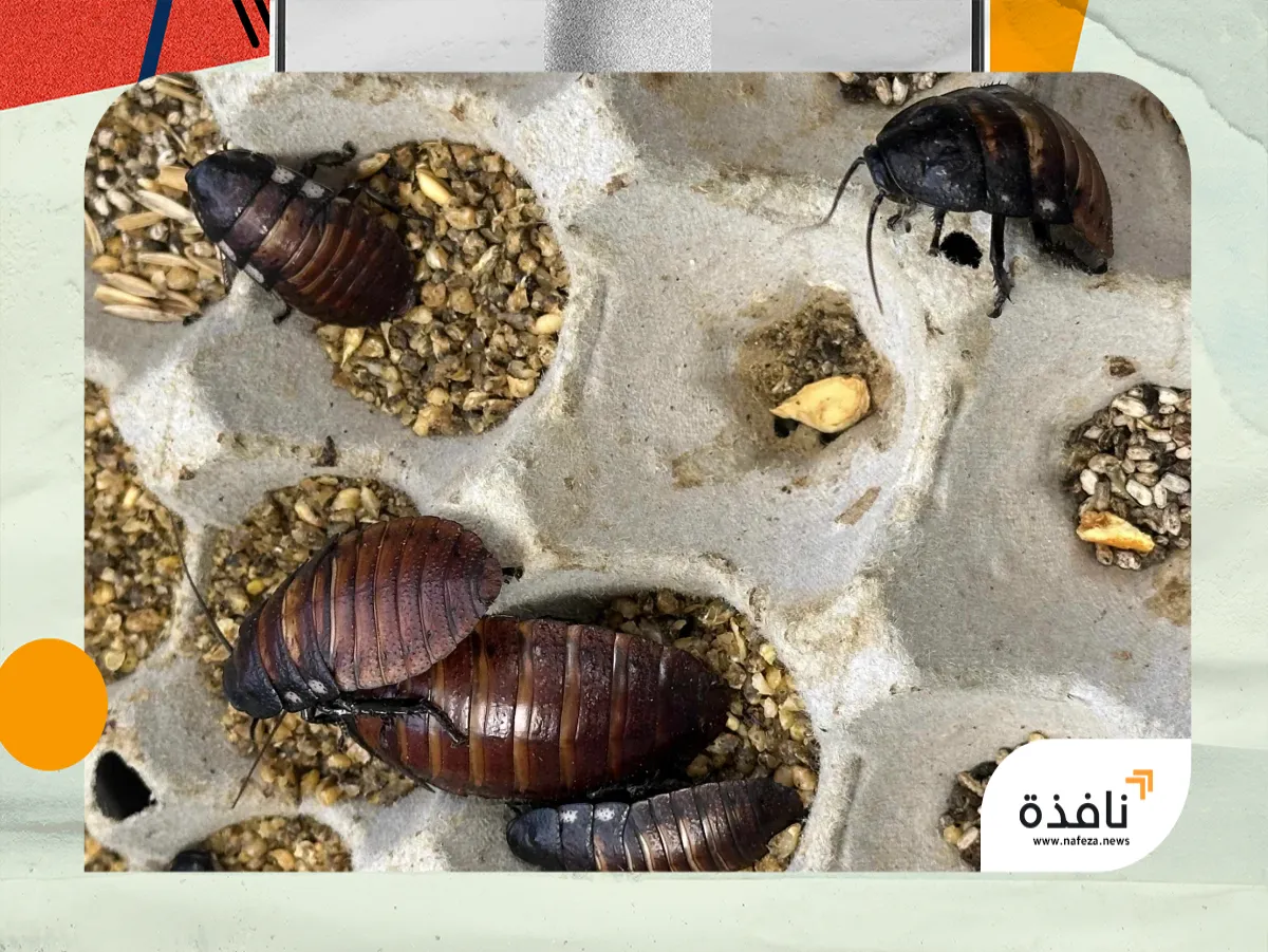 أستراليا تضبط 100 ألف صرصور غريب «غير قانوني» | نافذة الشرق
